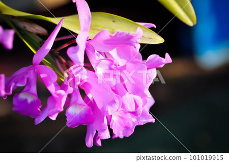 The Guaria Morada orchid, osta Ricas national flower or chidaceae or purple orchid The Guaria Morada orchid, osta Ricas national flower or chidaceae or purple orchid 101019915