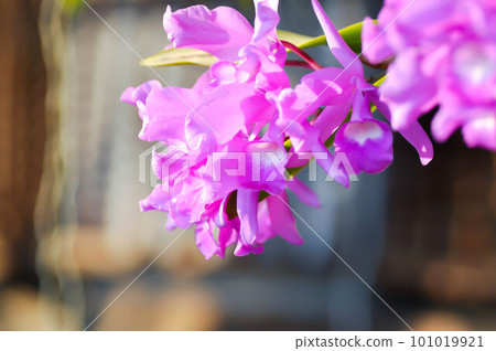 The Guaria Morada orchid, osta Ricas national flower or chidaceae or purple orchid 101019921