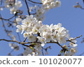 Sakura that shines in the blue sky 101020077