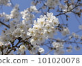 Cherry blossoms that shine against the blue sky 101020078