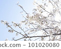 Cherry blossoms in the blue sky 101020080