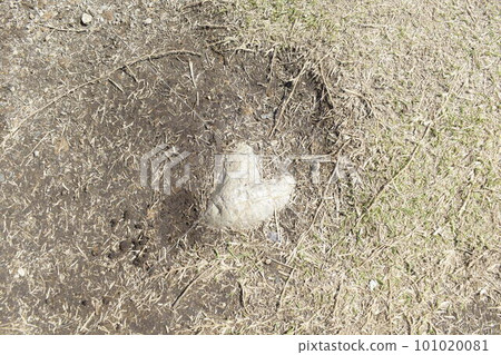 A heart-shaped stone on the ground! ! ! 101020081