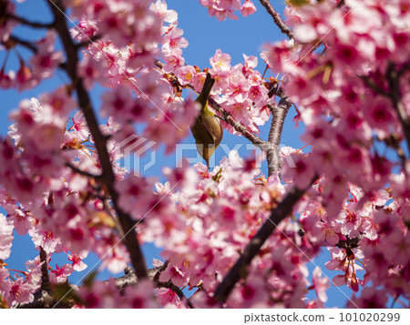 從河津櫻花樹吮吸蜂蜜的藥 101020299