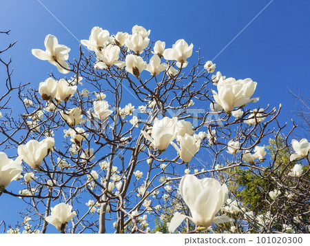 在盛開的木蘭花 101020300
