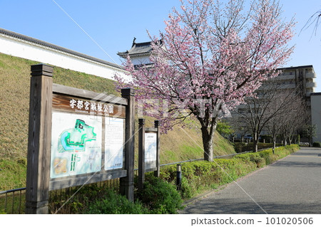 宇都宮城址櫻花公園/栃木縣宇都宮市 宇都宮城址櫻花公園/栃木縣宇都宮市 101020506