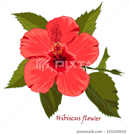 Hibiscus flower in realistic hand-drawn style isolated on white background. Hibiscus flower in realistic hand-drawn style isolated on white background. 101020658