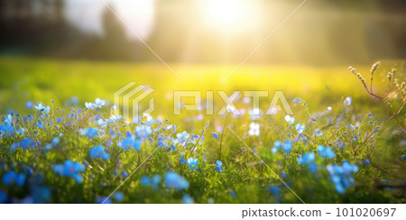 Blue tiny flowers on spring blooming meadow with flying butterflies. Banner of a fresh blooming forget-me-not in the sunshine. Spring flower nature background 101020697