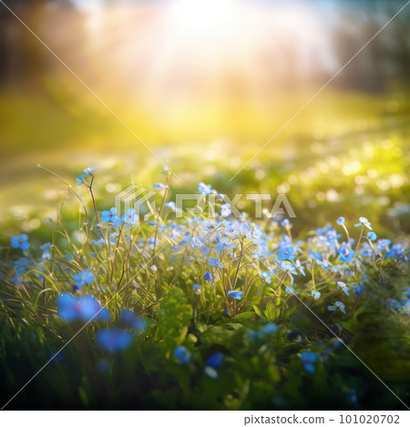 Blue tiny flowers on spring blooming meadow with flying butterflies. Banner of a fresh blooming forget-me-not in the sunshine. Spring flower nature background 101020702