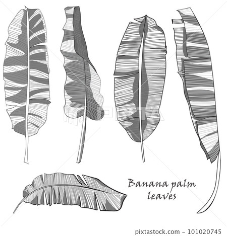 Set of silhouette tropical banana palm leaves green isolated on white background. 101020745