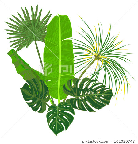 Hand drawn tropical palm leaves composition with jungle exotic flower on white background Botanical vector illustration 101020748