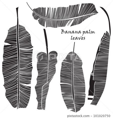 Set of silhouette tropical banana palm leaves green isolated on white background. Set of silhouette tropical banana palm leaves green isolated on white background. 101020750
