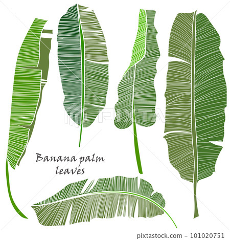 Set of silhouette tropical banana palm leaves green isolated on white background. 101020751