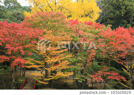 愛媛縣八幡浜市大本神社的紅葉 101020829