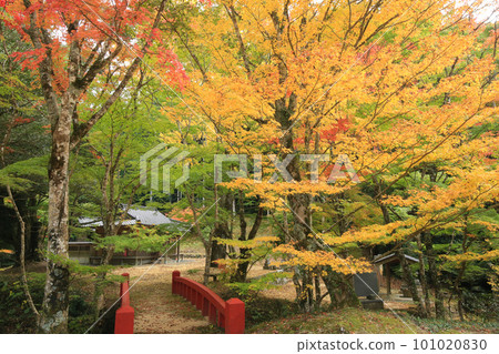 愛媛縣八幡浜市大本神社的紅葉 愛媛縣八幡浜市大本神社的紅葉 101020830