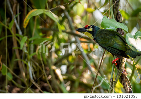The Coppersmith barbet bird in the garden 101021055