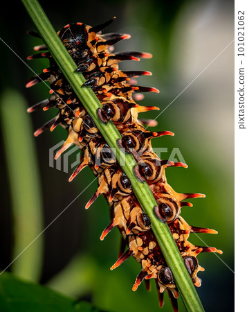 The pale brown color with long protrusions resembling thorns of the Golden Birdwing caterpillar 101021062