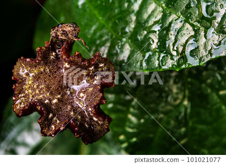 Hairy Chafer scarab on the seed pot of Congo fig Hairy Chafer scarab on the seed pot of Congo fig 101021077