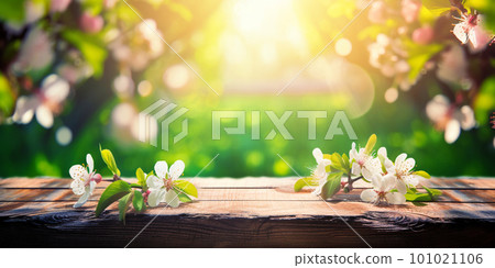 Spring background with empty wooden table. Natural template for product display with cherry blossoms bokeh and sunlight. Empty wooden table in spring blooming cherry orchard during sunny day. 101021106
