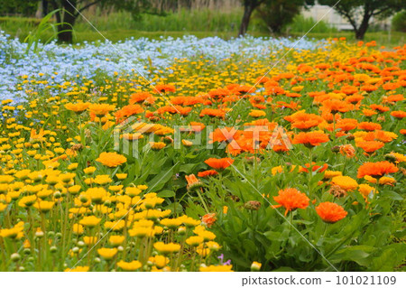 Colorful flower bed Colorful flower bed 101021109