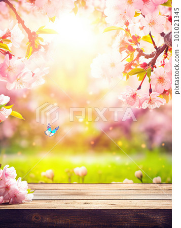 Spring background with empty wooden table. Natural template for product display with cherry blossoms bokeh and sunlight. Wooden table in spring blooming cherry orchard with butterflies 101021345