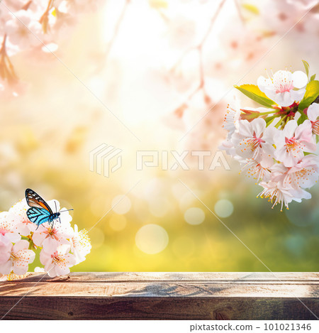 Spring background with empty wooden table. Natural template for product display with cherry blossoms bokeh and sunlight. Wooden table in spring blooming cherry orchard with butterflies 101021346