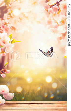 Spring background with empty wooden table. Natural template for product display with cherry blossoms bokeh and sunlight. Wooden table in spring blooming cherry orchard with butterflies Spring background with empty wooden table. Natural template for product display with cherry blossoms bokeh and sunlight. Wooden table in spring blooming cherry orchard with butterflies 101021347