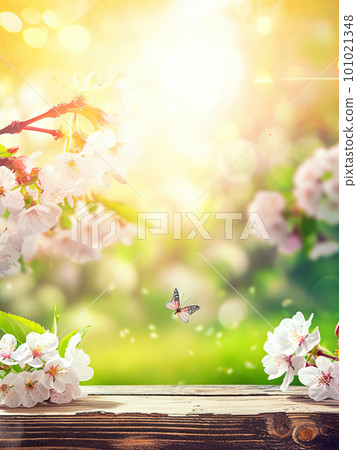 Spring background with empty wooden table. Natural template for product display with cherry blossoms bokeh and sunlight. Wooden table in spring blooming cherry orchard with butterflies 101021348