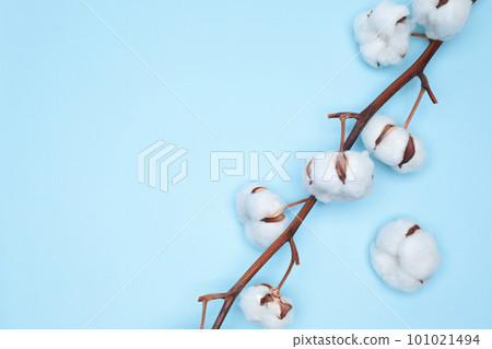 Coton Flower on delicate blue background, natural creative concept 101021494