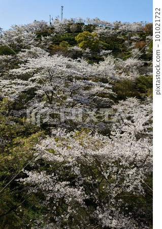 Spring tradition! Cherry blossoms at Maruoka Park (Kaminono, Yokogawa-cho, Kirishima City, Kagoshima Prefecture) Spring tradition! Cherry blossoms at Maruoka Park (Kaminono, Yokogawa-cho, Kirishima City, Kagoshima Prefecture) 101021722