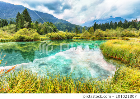 Amazing summer view on Zelenci lake with beautiful reflections in water. 101021807