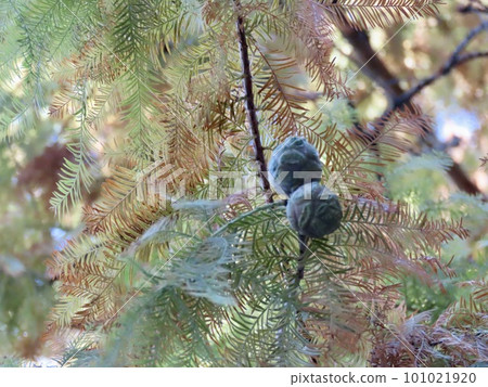 美國費城禿頭堅果 101021920