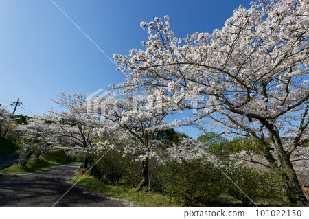 Spring tradition! Cherry blossoms at Maruoka Park (Kaminono, Yokogawa-cho, Kirishima City, Kagoshima Prefecture) Spring tradition! Cherry blossoms at Maruoka Park (Kaminono, Yokogawa-cho, Kirishima City, Kagoshima Prefecture) 101022150