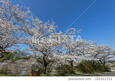 Spring tradition! Cherry blossoms at Maruoka Park (Kaminono, Yokogawa-cho, Kirishima City, Kagoshima Prefecture) Spring tradition! Cherry blossoms at Maruoka Park (Kaminono, Yokogawa-cho, Kirishima City, Kagoshima Prefecture) 101022151