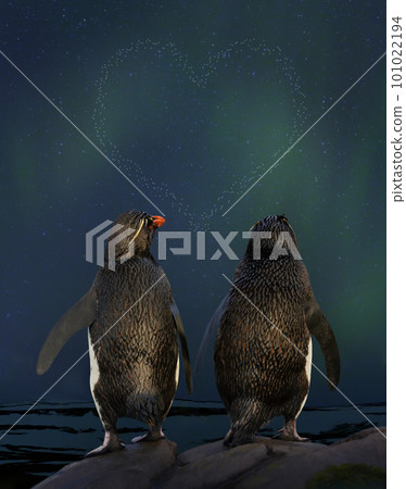 Couple of Rockhopper penguins watching aurora australis and heart shaped stars in the sky Couple of Rockhopper penguins watching aurora australis and heart shaped stars in the sky 101022194