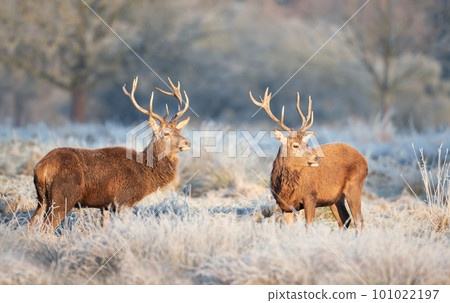 Close up of a Red deer stags in winter 101022197