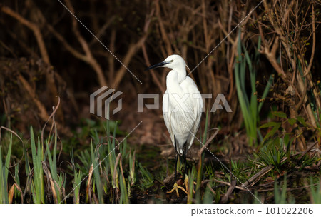 Little egret standing by a pond Little egret standing by a pond 101022206