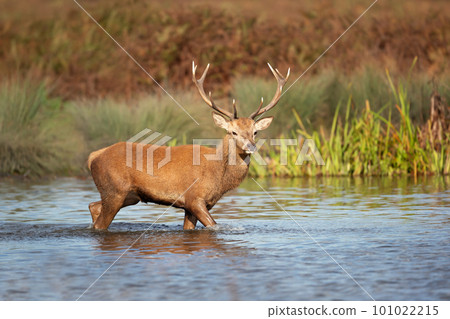 Red deer stag standing in water during rutting season Red deer stag standing in water during rutting season 101022215
