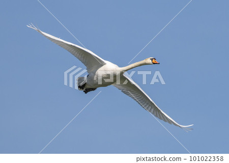 Mute swan, Cygnus olor flying over a lake in the English Garden in Munich, Germany 101022358