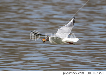 Black-Headed Gull, Chroicocephalus ridibundus in flight. Adult winter plumage 101022359