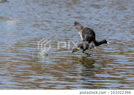 Eurasian coot, Fulica atra chasing each other by running across the water 101022366