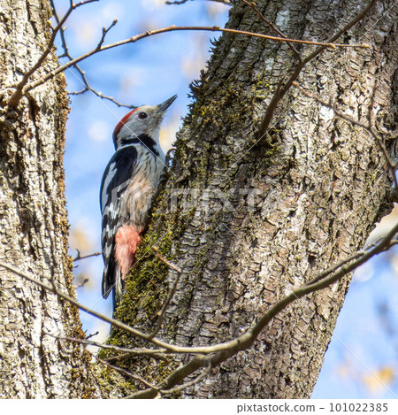 Middle Spotted Woodpecker - Leiopicus medius, beautiful rare woodpecker from European forests 101022385