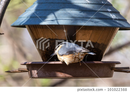 Eurasian nuthatch or wood nuthatch bird, Sitta europaea perched on a branch, foraging in a forest. 101022388