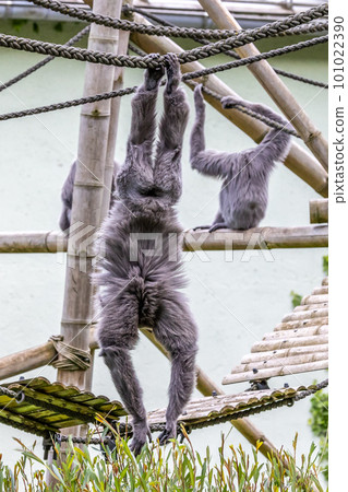 Silvery gibbon, Hylobates moloch in a German park Silvery gibbon, Hylobates moloch in a German park 101022390
