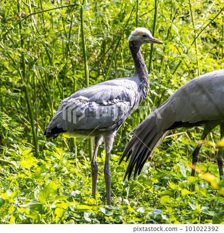 Family of Demoiselle Crane, Anthropoides virgo are living in the bright green meadow during the day time Family of Demoiselle Crane, Anthropoides virgo are living in the bright green meadow during the day time 101022392
