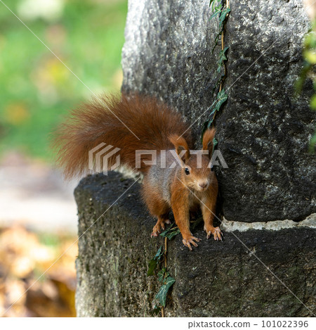 Eurasian red squirrel, Sciurus vulgaris at Old North Cemetery of Munich, Germany Eurasian red squirrel, Sciurus vulgaris at Old North Cemetery of Munich, Germany 101022396