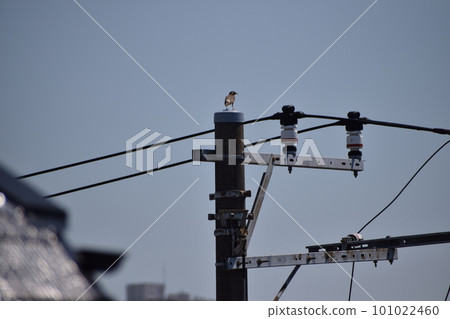 Muku bird perched on a telephone pole Muku bird perched on a telephone pole 101022460