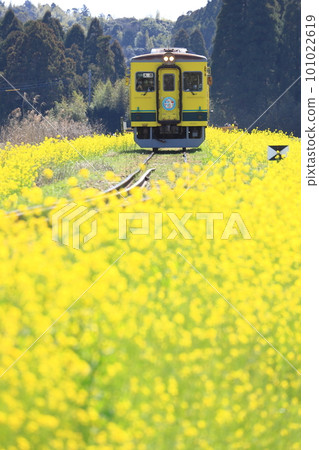 Isumi Railway "Railway covered with beautiful rapeseed flowers" Isumi Railway "Railway covered with beautiful rapeseed flowers" 101022619