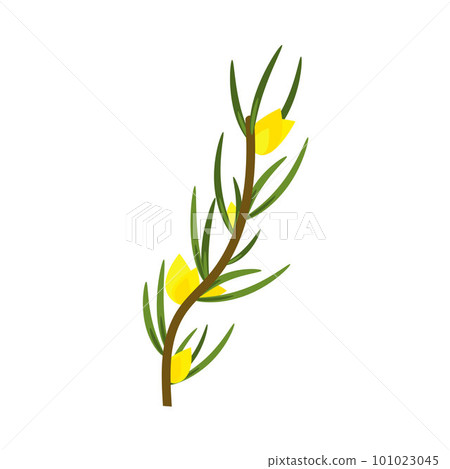 Rooibos branch with leaves and yellow flowers. Plant for making red tea.  101023045