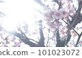 雪櫻花 101023072