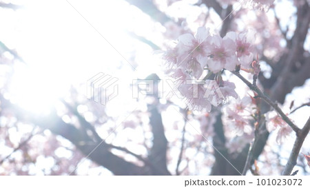 雪櫻花 雪櫻花 101023072